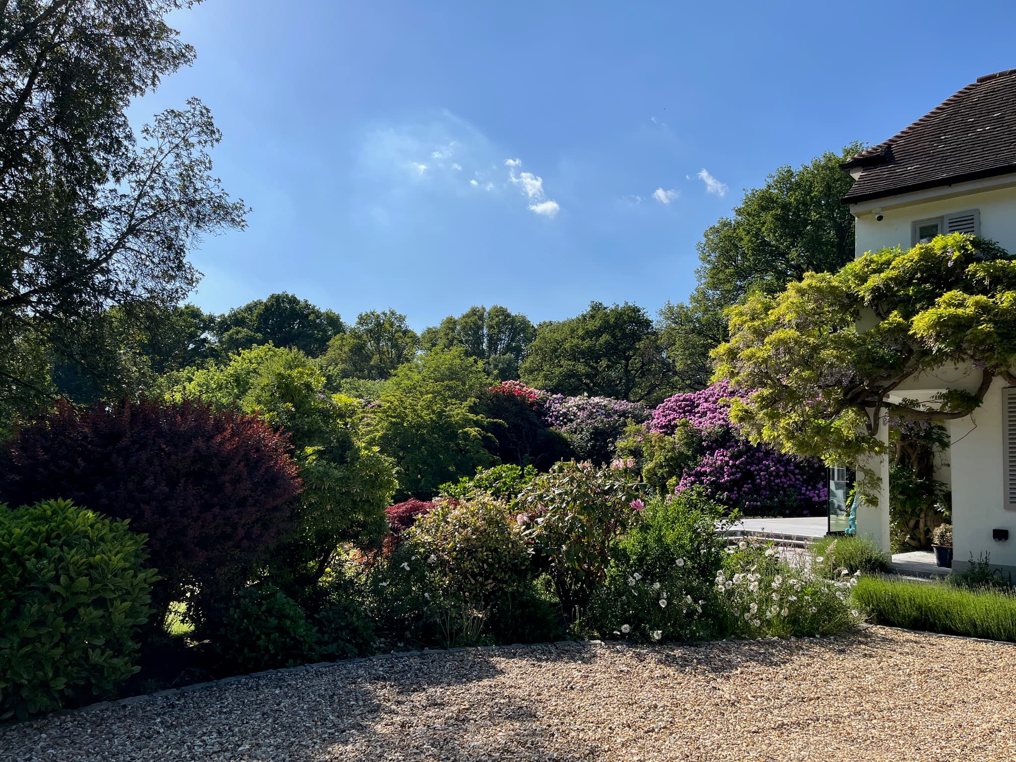 Beautiful estate garden with rhododendrons and mature planting